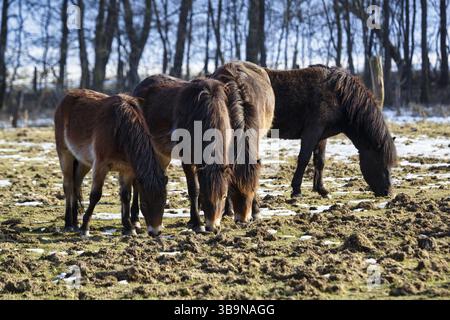 Exmoor Ponys, Herde auf Winterweide, Hutewald im Naturpark Solling-Vogler, Bodenfelde, Niedersachsen, Deutschland, Europa Stockfoto