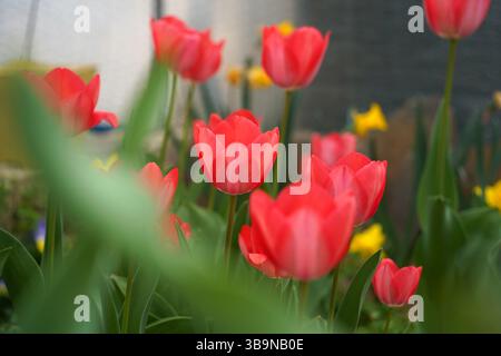 Bunte Tulpen blühen in einem Frühlingsgarten Stockfoto