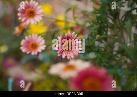Nahaufnahme von Pink Daisies in einem Garten mit verschwommenem Hintergrund Stockfoto