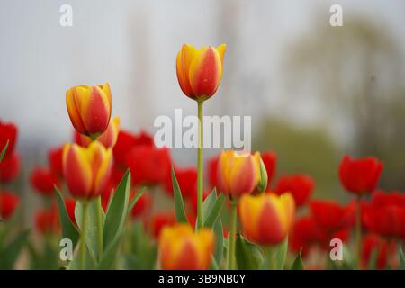 Bunte Tulpen blühen in einem Frühlingsgarten Stockfoto