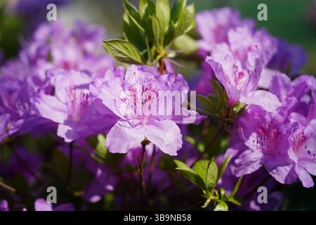 Nahaufnahme des lebhaften Pink Azalea Bush in Full Bloom Stockfoto