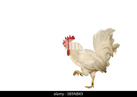 Weißer Hahn mit rotem Kamm. Vollblut-Geflügel. Seitenansicht über die gesamte Länge. Vogelporträt isoliert auf weißem Hintergrund Stockfoto