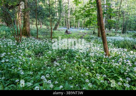 Blauer Glockenwald in der Nähe der St. James Church, West St, Kingston Dorset, Purbeck Stockfoto