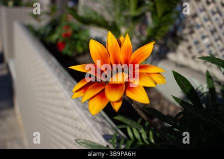 Exotische Orangenblütengazania in der Tiefe bei sonnigem Wetter. Schöner floraler Hintergrund. Stockfoto