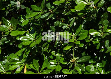 Hochauflösende Nahaufnahme glänzender grüner Blätter für eine dichte, immergrüne Laubtextur. Ideal als natürlicher botanischer Hintergrund. Stockfoto