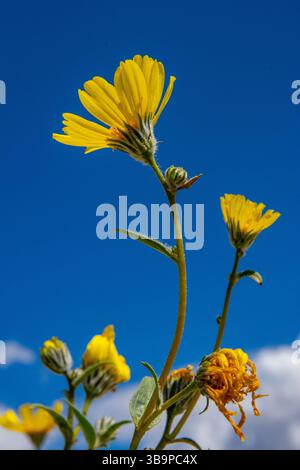 Wüste Gold Wildblumen, Death Valley, CA Stockfoto