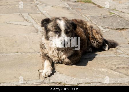 Entzückender obdachloser Streuner auf den Steinplatten in der Nähe der Altstadt an sonnigen Tagen Stockfoto