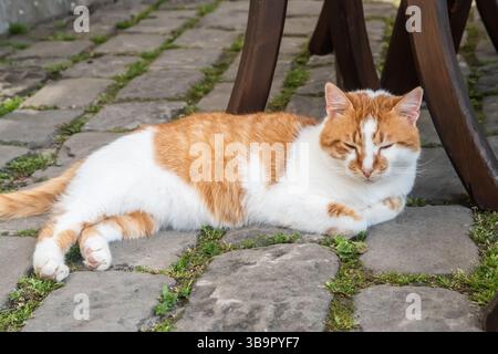 Ingwer und weiße Katze liegen auf den Pflasterplatten im Garten Stockfoto