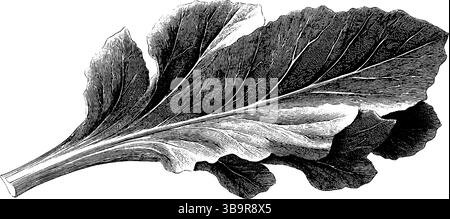 Gravierte botanische Illustration des Sauerampfer-Blattes in Schwarz für Design- und Bildungszwecke. Stock Vektor