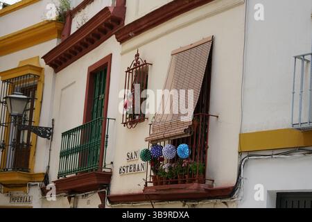 Traditioneller Balkon mit Blumen, Fensterläden und einem Wandschild „San Esteban“ an einer weißen Fassade in Sevilla, Spanien, das den lokalen Straßencharakter zeigt. Stockfoto