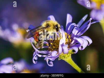 Eine Hummel der Jagd (Bombus huntii) bestäubt eine violette Asterblüte. Nahaufnahme mit guten Details, fotografiert in Colorado. Stockfoto