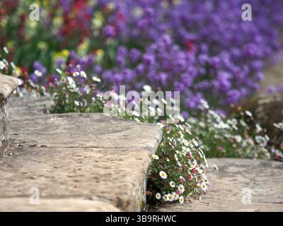 Gänseblümchen wachsen auf Steinstufen, Canons Ashby House, Northamptonshire Stockfoto