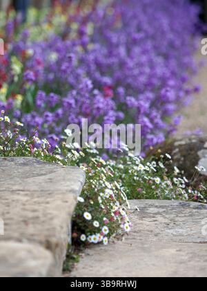 Gänseblümchen wachsen auf Steinstufen, Canons Ashby House, Northamptonshire Stockfoto