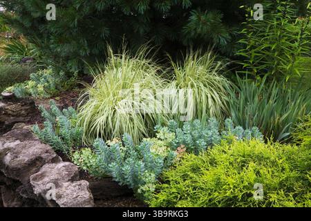 Erhöhte Steinkante mit Chamaecyparis pisifera „Filifera Aurea“ - Sawara-Zypresse, Euphorbia-Myrsinites „Myrtle Spurge“-Sträucher und Molinia caeru Stockfoto