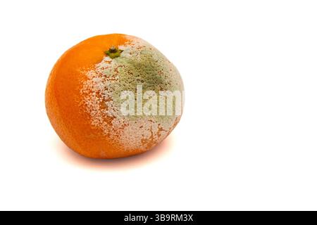Schimmelige Mandarine auf weißem isoliertem Hintergrund Stockfoto