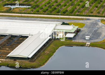 Kommerzielle Viehhaltung mit Fleischkühen im ländlichen Florida. Viehfütterung auf Futterplatz in den USA Stockfoto