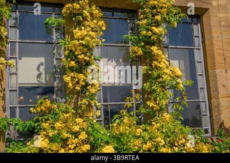 Schöne Frühlingsblumen im Garten Stockfoto