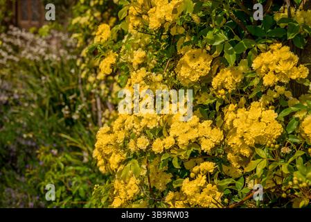 Schöne Frühlingsblumen im Garten Stockfoto