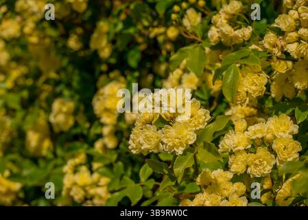 Schöne Frühlingsblumen im Garten Stockfoto