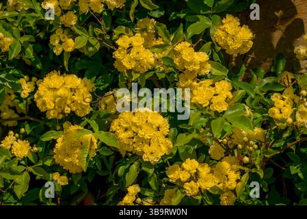 Schöne Frühlingsblumen im Garten Stockfoto