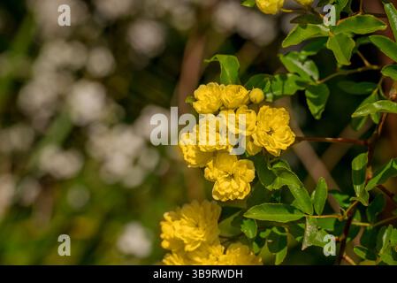 Schöne Frühlingsblumen im Garten Stockfoto