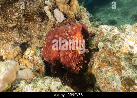 Octopus König der Tarnung im Roten Meer, Eilat Israel Stockfoto