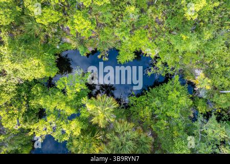 Feuchtgebiete wilde tropische Natur mit dichtem grünen Regenwald. Blick aus der Vogelperspektive auf den Dschungel von Florida Stockfoto
