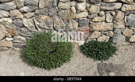 Natursteinmauer aus großen Steinen Stockfoto