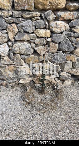 Natursteinmauer aus großen Steinen Stockfoto