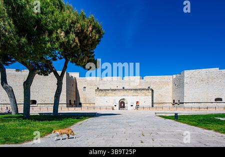 Eintritt in das normannische schwäbische Schloss Barletta an einem schönen Frühlingstag mit einer Katze, die den Garten überquert Stockfoto