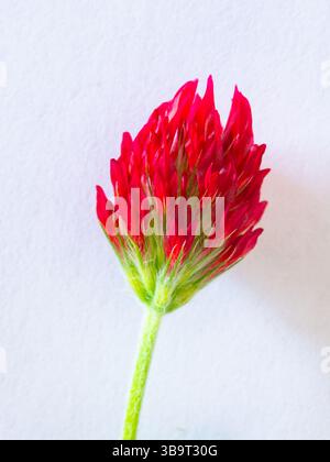 Makrobild einer dunkelroten Blume aus Karmesinklee (Trifolium incarnatum) mit weißem Hintergrund Stockfoto