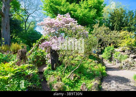 Hellrosa blühende Rhododendron yunnanense im botanischen Garten ¨Hortus Botanicus¨ der Universität Leiden, Niederlande. Stockfoto