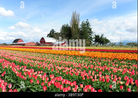 Lebhafte Tulpenfelder in voller Blüte erstrecken sich über die Landschaft mit roten Scheunen und üppigen Bäumen unter dem blauen Frühlingshimmel. Stockfoto