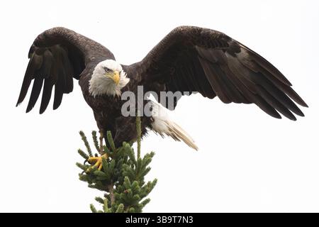 Weißkopfseeadler (Haliaeetus leucocephalus) an einem Biberteich. September im Acadia-Nationalpark, Maine, USA. Stockfoto