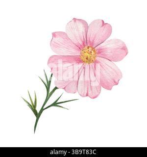 Cosmos. Rosafarbene Aquarellblume mit grünen Blättern. Isoliert auf weißem Hintergrund. Für Design, Einladungen, Hochzeit Stockfoto