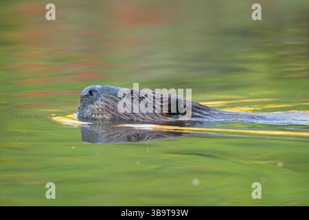 Nordamerikanischer Biber (Castor canadensis) schwimmt bei Sonnenaufgang. Bergreflektionen. September im Acadia-Nationalpark, Maine, USA. Stockfoto