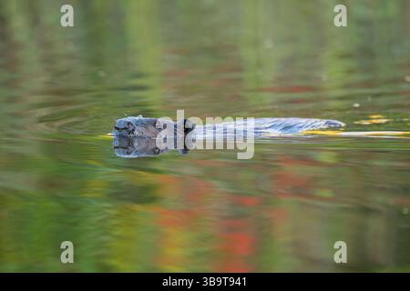 Nordamerikanischer Biber (Castor canadensis) schwimmt bei Sonnenaufgang. Bergreflektionen. September im Acadia-Nationalpark, Maine, USA. Stockfoto