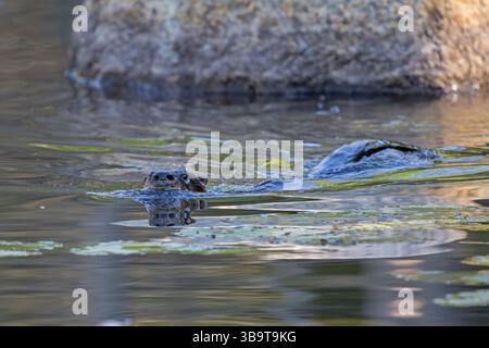 Nordamerikanischer Fluss Otter (Lontra canadensis). August 2024 im Acadia-Nationalpark, Maine, USA. Stockfoto
