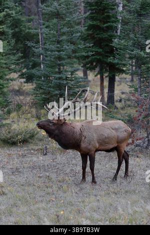 213 männlicher Stier- Elch oder Wapiti -Cervus canadensis- auf dem Gras in der Nähe der Autobahn, am Stadtrand von Jasper. Alberta-Kanada. Stockfoto