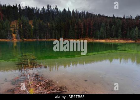 219 smaragdgrüner, reflektierender kleiner Teich, umgeben von Nadelwäldern mit einem umgestürzten Baum am Ufer der Maligne Lake Road. Jasper NP-Alberta-Kanada Stockfoto