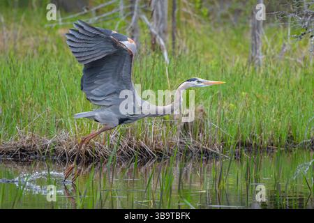 Großer Blaureiher (Ardea herodias). Ende Mai im Acadia-Nationalpark, Maine, USA. Stockfoto