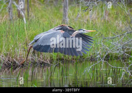 Großer Blaureiher (Ardea herodias). Ende Mai im Acadia-Nationalpark, Maine, USA. Stockfoto