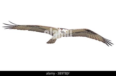 Osprey (Pandion haliaetus) Angeln im Somes Sound. Mai im Acadia-Nationalpark, Maine, USA. Stockfoto