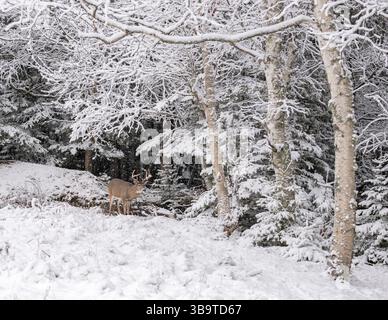 Weißschwanzhirsch (Odocoileus virginianus). Reifer Buck. Winter im Acadia-Nationalpark, Maine, USA. Stockfoto