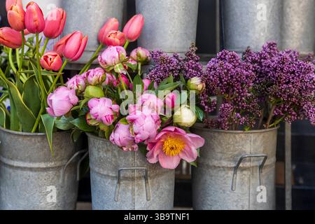 In einem Blumenladen sind in rustikalen Metalleimern pinkfarbene Tulpen, hellrosa Pfingstrosen und lila Flieder in einem farbenfrohen Blumenladen angeordnet Stockfoto
