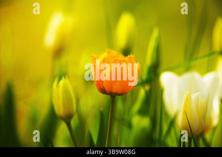 Leuchtende orangefarbene Tulpenblüten inmitten eines Frühlingsblumenfeldes in sonnigem Garten Stockfoto