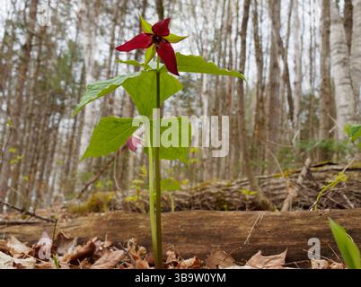 Rote Trilliumblüte wächst im Wald Stockfoto