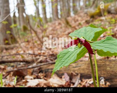 Rote Trilliumblume wächst im Wald, Quebec, Kanada Stockfoto