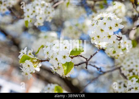 Nahaufnahme von Apfelbaumzweigen, die im Frühjahr mit weißen Blüten blühen, und die natürliche Schönheit und saisonale Frische zeigen. Stockfoto