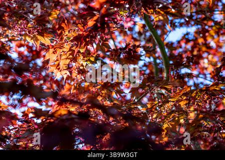 Japanische arce Baum rote Blätter Stockfoto